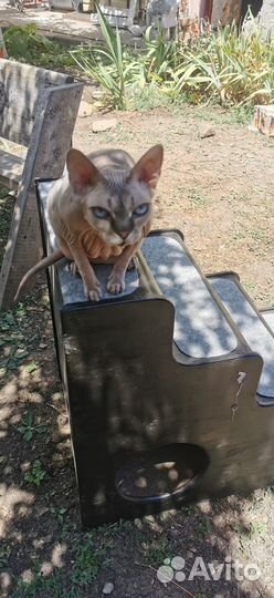 Кошкин дом