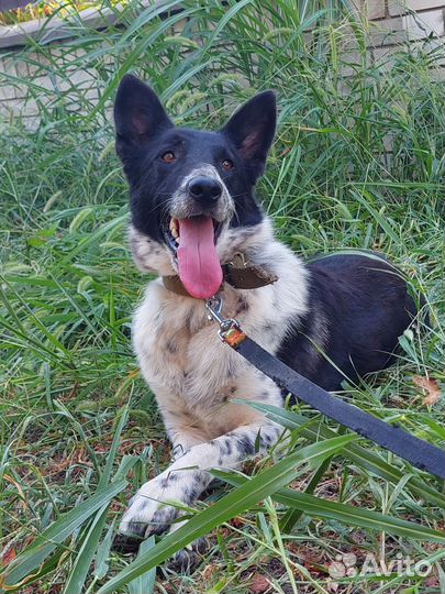 Собака Рита