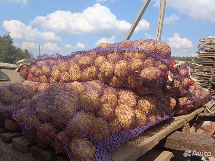 Продам картофель оптом