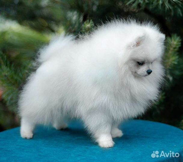 Миниатюрный белый шпиц