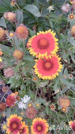 Цветы многолетники