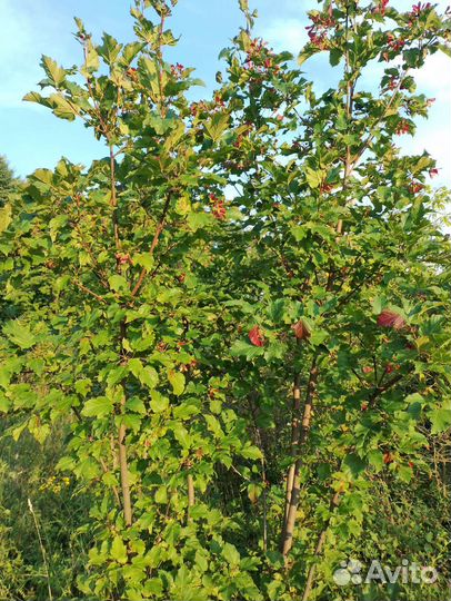 Клен Гиннала 2-3-4м