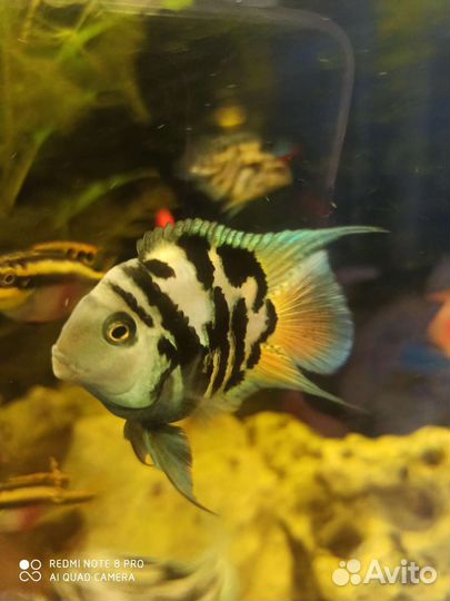 Аквариумные рыбки голубой попугай