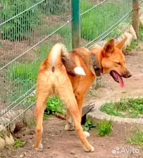 Щенок маленькая собака дворняжка в добрые руки