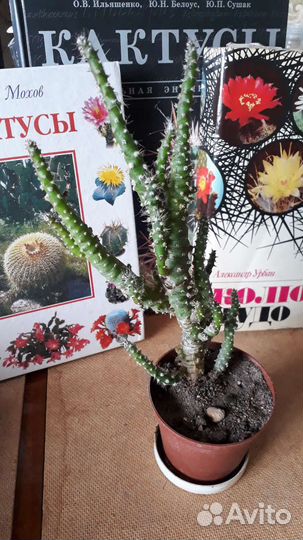 Кактус Аустроцилиндропунция