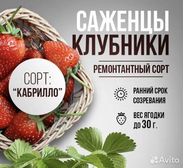 Рассада земляники садовой 