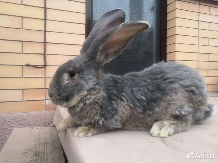 Кроль Фландер