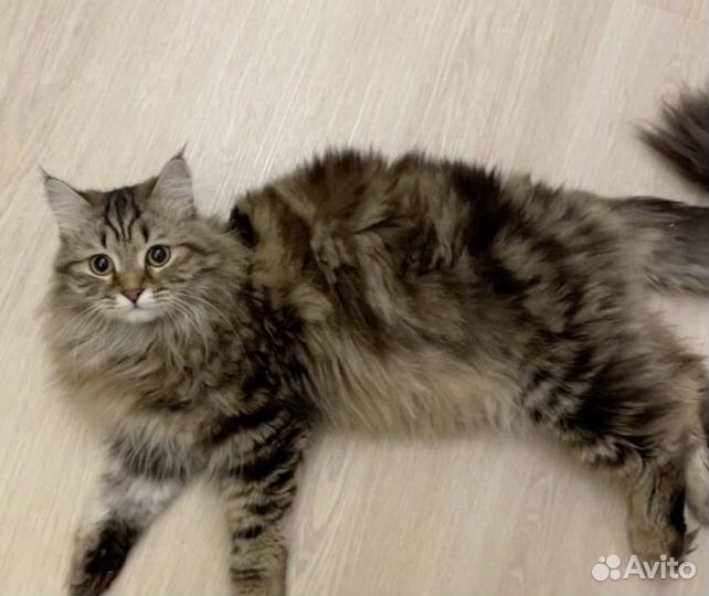 Сибирские котята