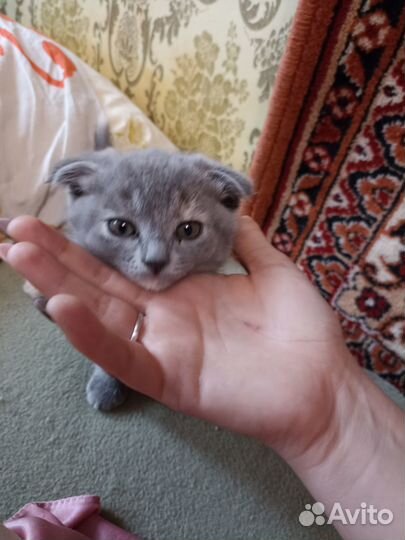 Вислаухая кошечка
