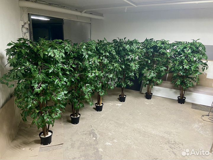 Озеленение офисов от 50 м2 деревьями / фитокартины