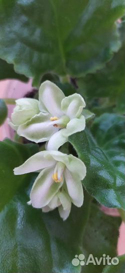 Комнатные растения