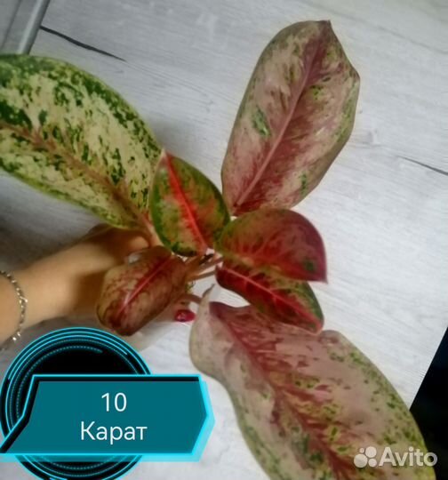 Аглонемы и филы