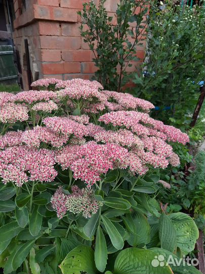 Очиток видный