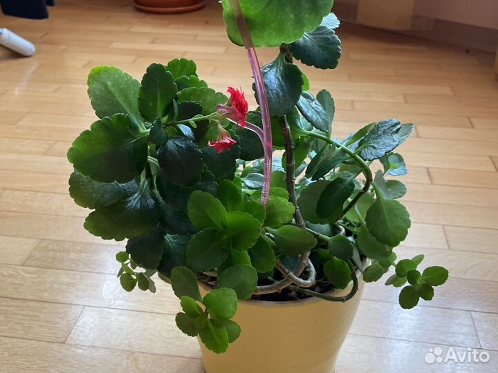 Домашнее растение