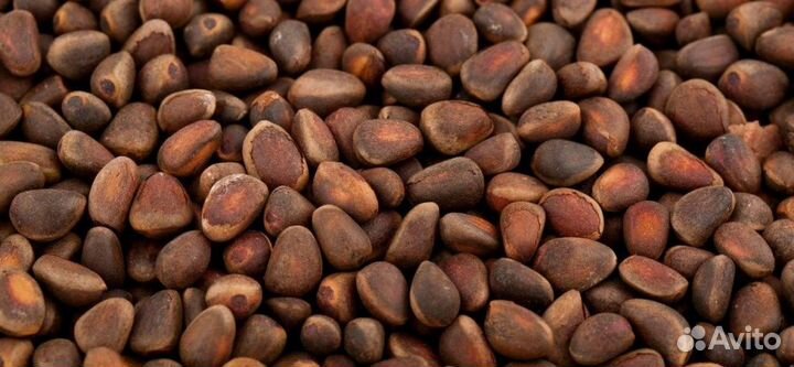 Кедровый орех 2023