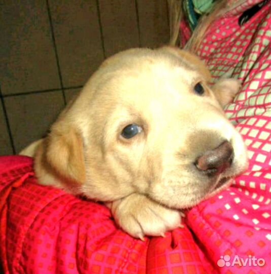 Крутые -дворняжки