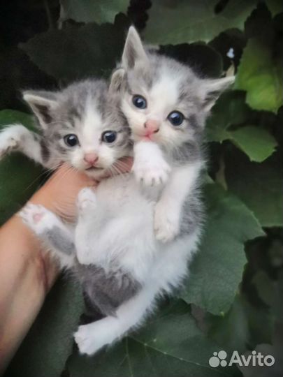 Сибирская кошка