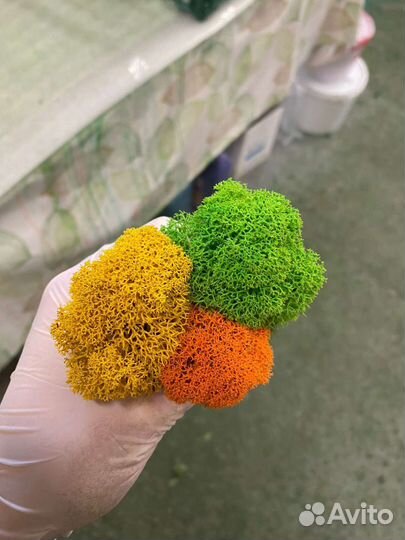 Вертикальное озеленение, панно из мха, мох