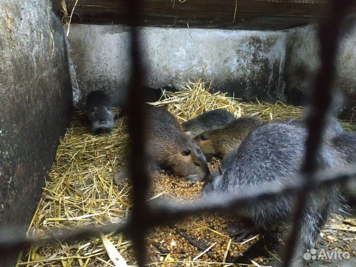 Нутрии живые