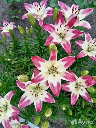 Цветы тюльпаны луковицы