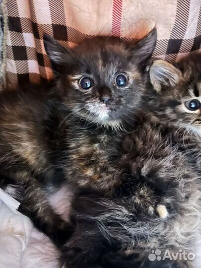 Джемка (1,5 месяца) ищет дом