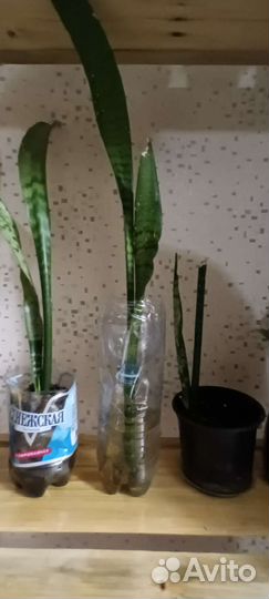 Сансевиерия