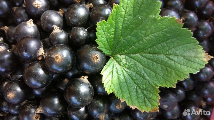 Черная смородина