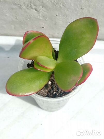 Крассулы сортовые