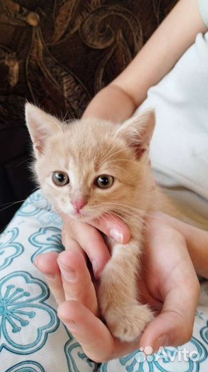Котенок в добрые руки в дар