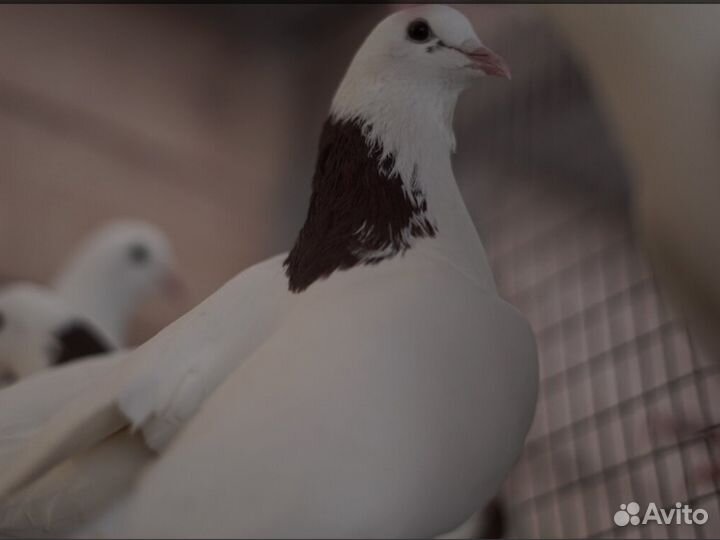 Бойные голуби Армянские