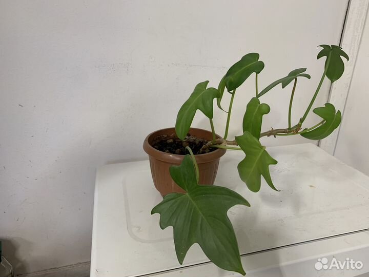 Комнатные домашние растения