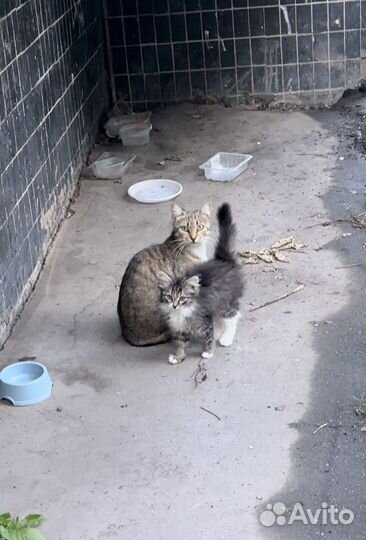 Котята бесплатно