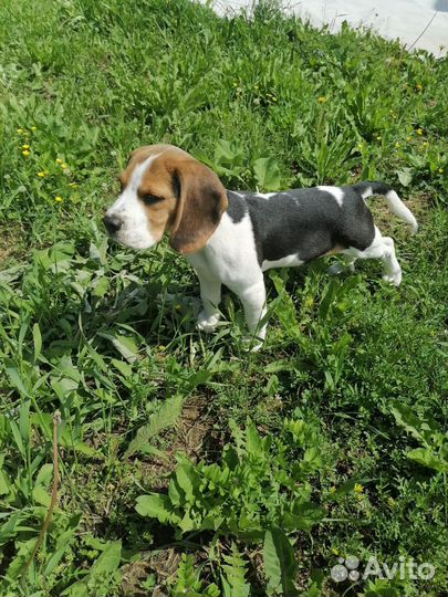 Собака бигль