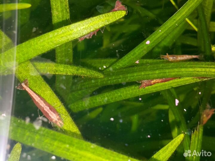 Валлиснерия и креветки в аквариум
