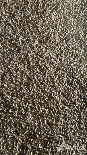 Зерно пшеница ячмень