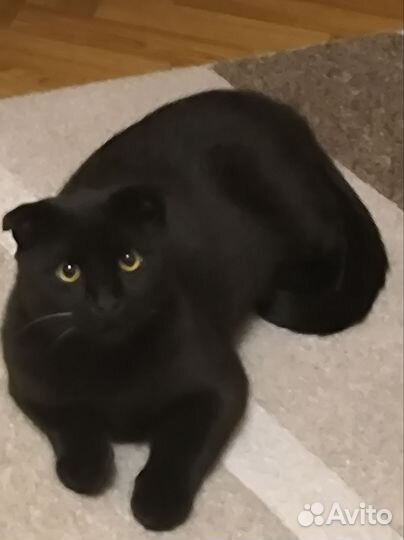 Кошки в добрые руки бесплатно