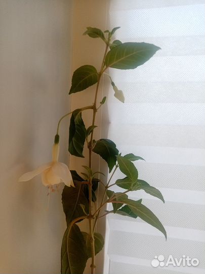 Фуксия белая