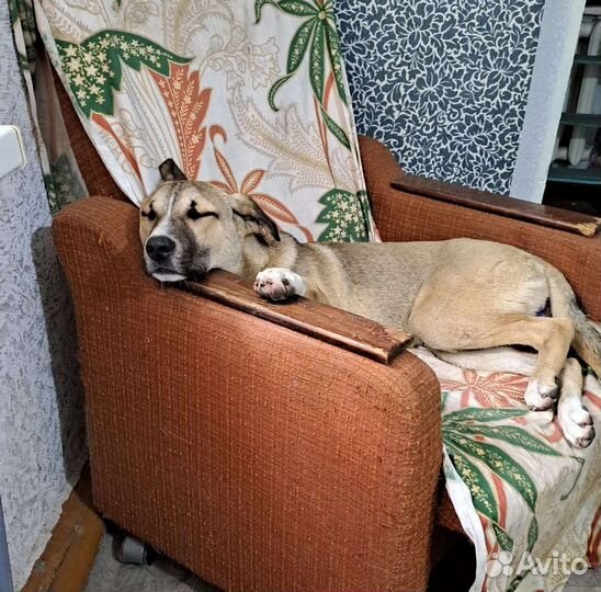 Собака в добрые руки