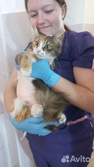 Ветеринарный врач выезд на дом