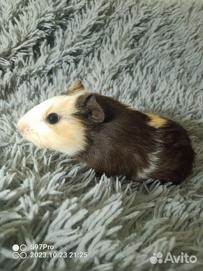 Морские свинки