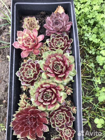 Молодило или каменная роза (семпервивум)