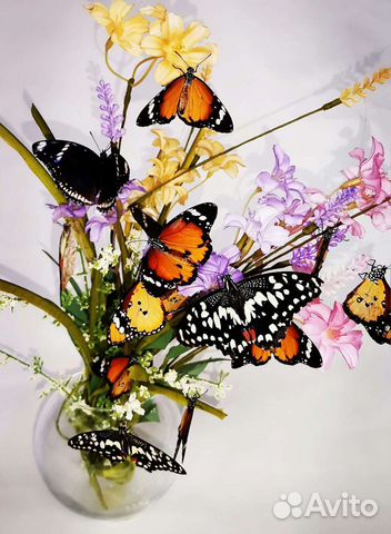 Живые тропические бабочки объявление продам