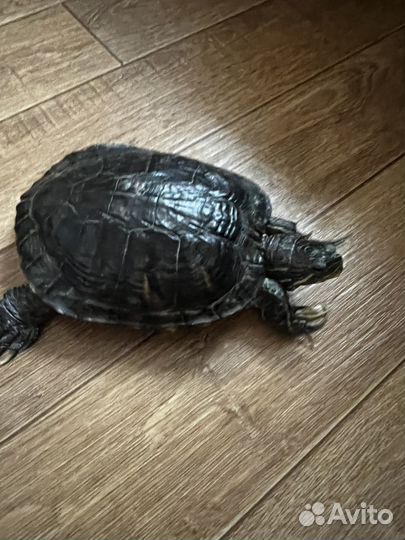 Красноухая черепаха