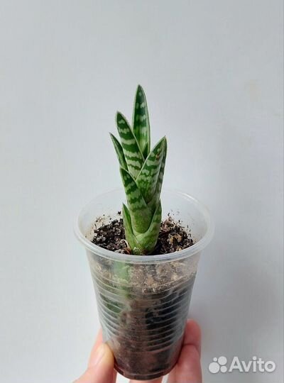 Декабрист, алоэ пестролистное