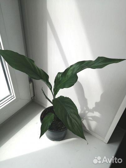 Спатифиллум