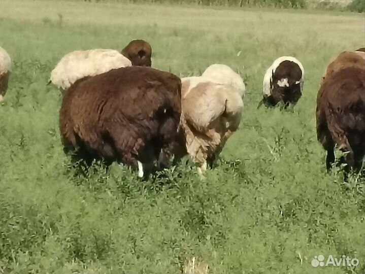 Гиссарские ягнята на Племя