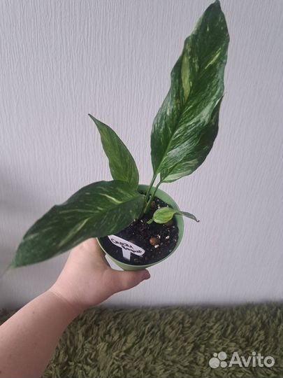 Спатифиллум вариегатный