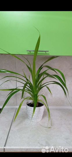 Пальма панданус