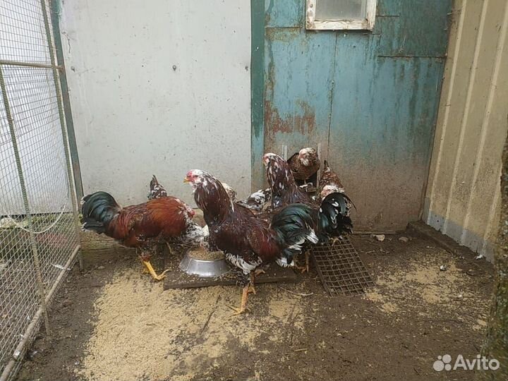 Куры орловские ситцевые,продам
