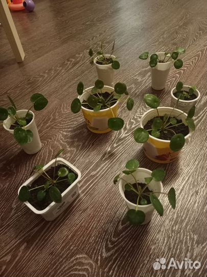 Пилея пеперомиевидная